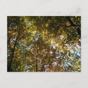 Cartão postal das Folhas de outono