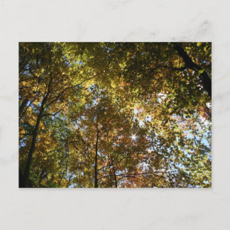 Cartão postal das Folhas de outono