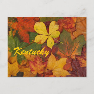 Cartão postal das Folhas do outono de Kentucky