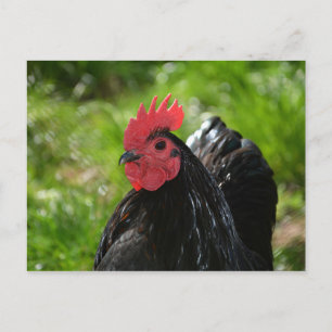 Cartão Postal Das Huhn