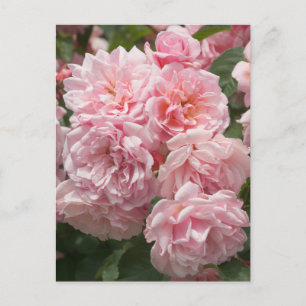 Cartão postal das Rosas Rosa Felicia