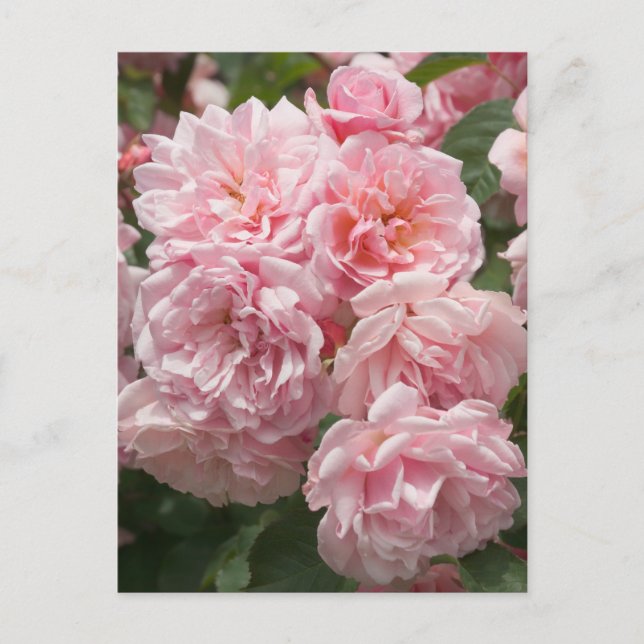 Cartão postal das Rosas Rosa Felicia (Frente)