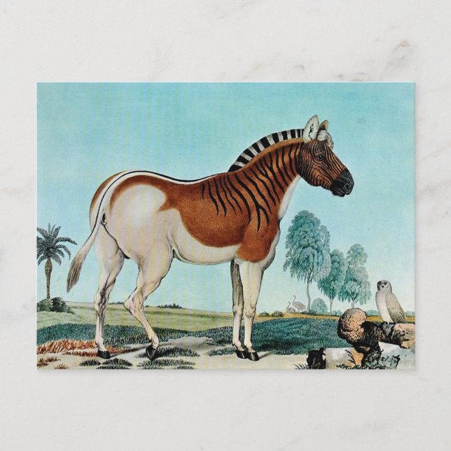 Cartão Postal Das Steppenzebra ou The Quagga (1882) (Frente)