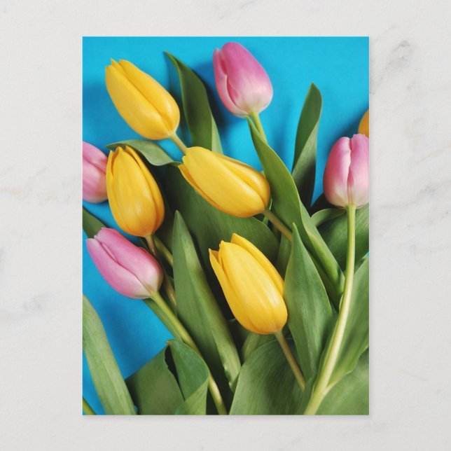 Cartão postal das tulipas de primavera cor-de-rosa (Frente)
