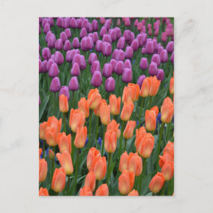 Cartão postal das tulipas de primavera laranja e r