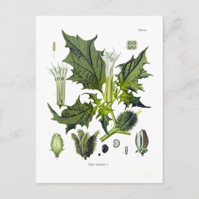 Cartão Postal Datura stramonium (Frente)