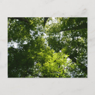 Cartão Postal Dawn Redwood Canopy