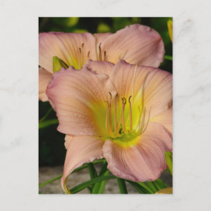 Cartão Postal Daylillies