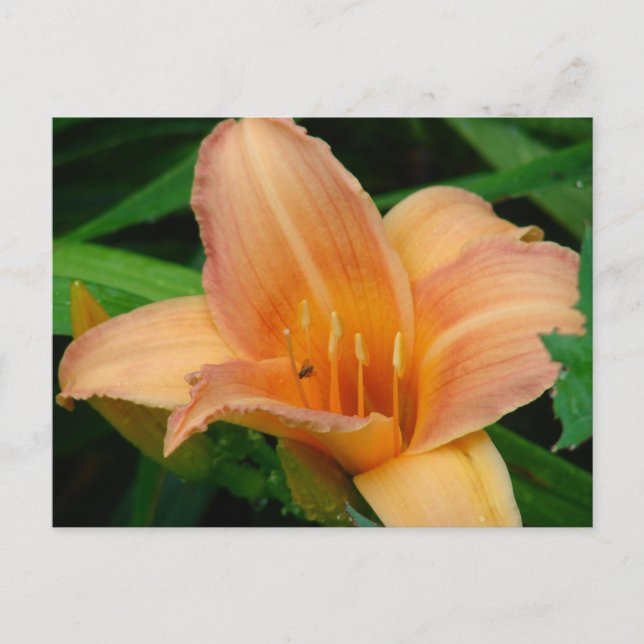 Cartão Postal Daylily (Frente)