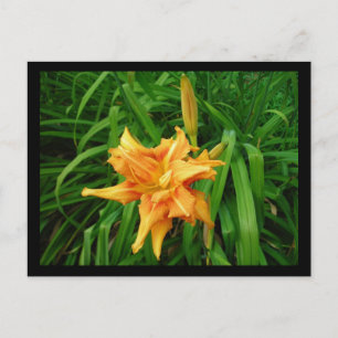 Cartão Postal Daylily