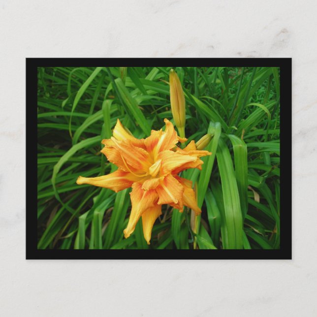 Cartão Postal Daylily (Frente)