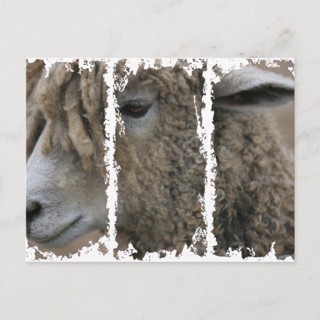 Cartão postal de 3 caixas sujas (Frente)