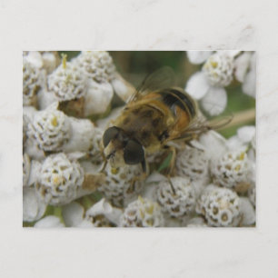 Cartão postal de Abelha e Flores