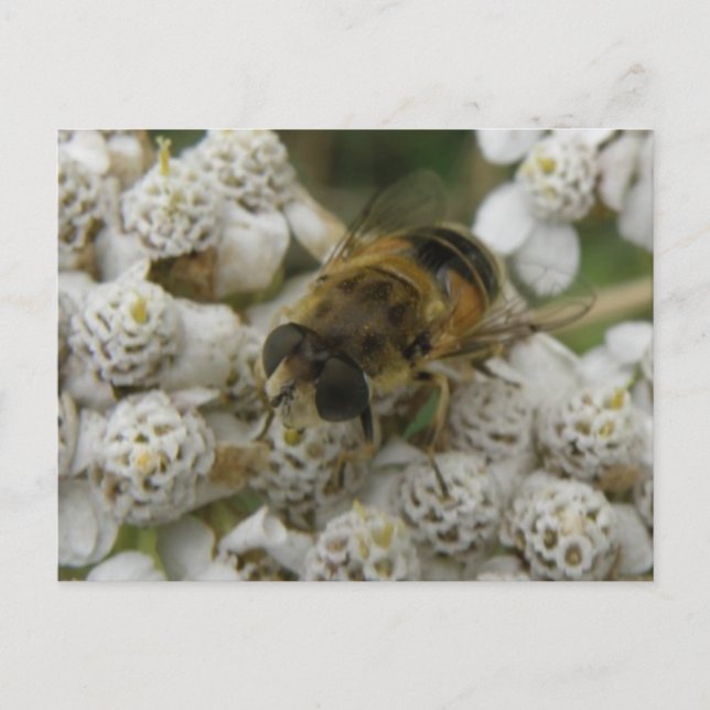 Cartão postal de Abelha e Flores (Frente)