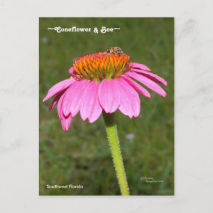 Cartão postal de Abelha em Coneflower Rosa