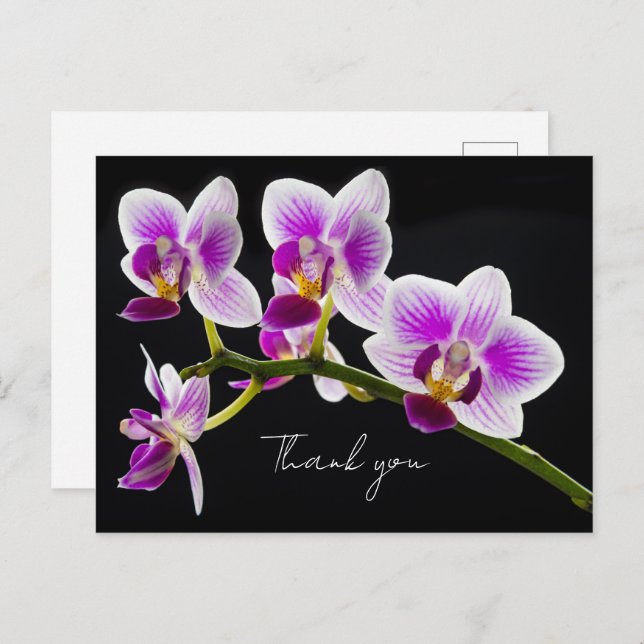 Cartão Postal de Agradecimento de Orquídea Branca  (Frente/Verso)