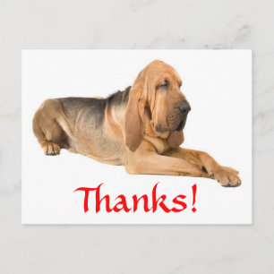 Cartão Postal de Agradecimento do Cão Bloodhound