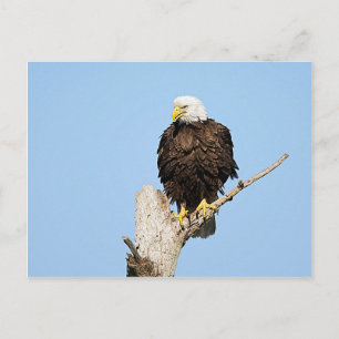 Cartão postal de Águia Americana ajeitando penas