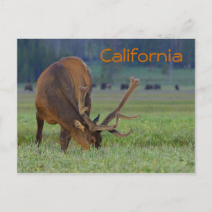 cartão postal de alce da Califórnia