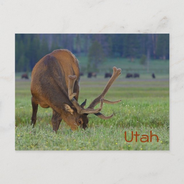 Cartão postal de alce de Utah (Frente)