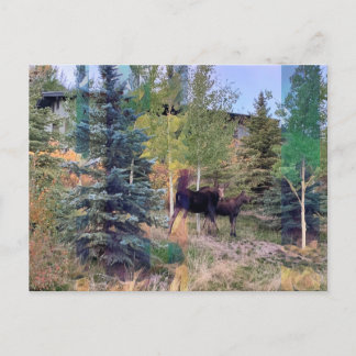 Cartão postal de alce selvagem em Wyoming