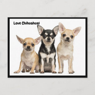 Cartão postal de amor Chihuahuas
