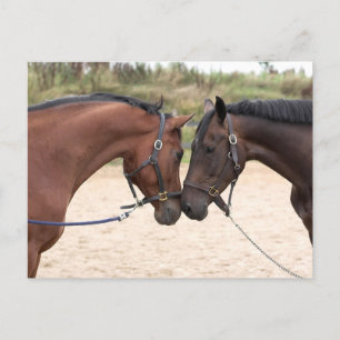 cartão postal de amor de cavalo