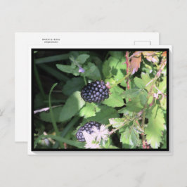 Cartão postal de Amoras Selvagens Comum