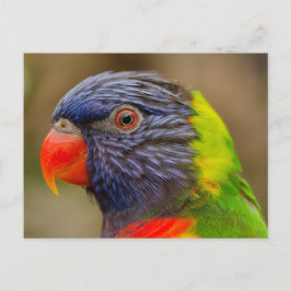 cartão postal de animais de papagaio-de-pássaro