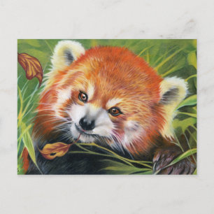 Cartão postal de animais Red Panda