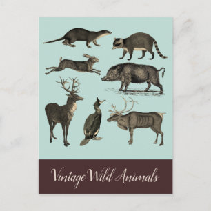 Cartão postal de animais selvagens antigos
