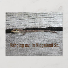 Cartão Postal de Anolis Marrom