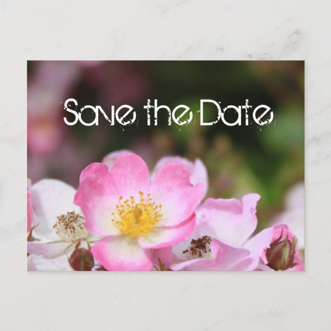 Cartão Postal De Anúncio adorável casamento de rosa selvagem rosa, salvar a (Frente)