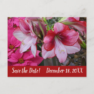 Cartão Postal De Anúncio Amaryllis e Poinsettias Salve a Data