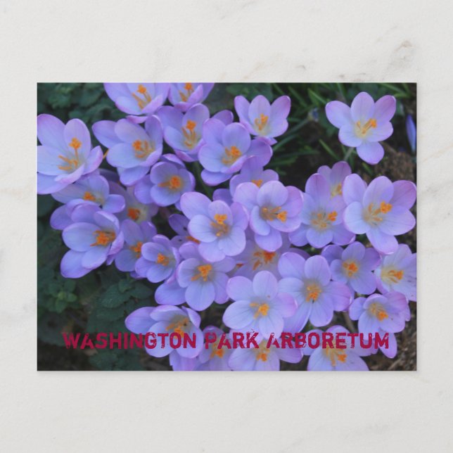 Cartão Postal De Anúncio Arboreto do parque de Washington (Frente)