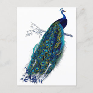Cartão Postal De Anúncio Belo Pavão Azul Natureza Pássaro Cauda Penas