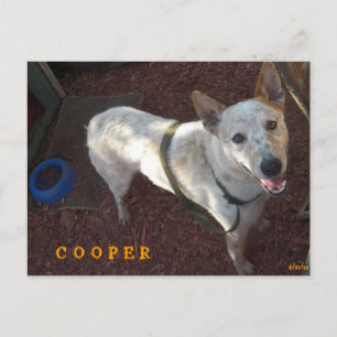 CARTÃO POSTAL DE ANÚNCIO BEM-VINDO À SUA NOVA CASA COOPER