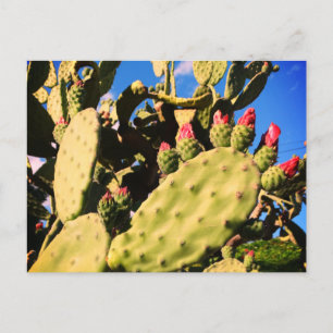 Cartão Postal De Anúncio Cactos Saguaro, Plantas Cactos