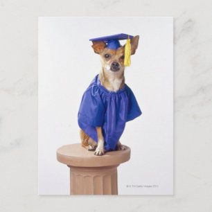 Cartão Postal De Anúncio Cão da chihuahua que veste o uniforme da