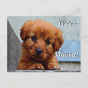 Cartão Postal De Anúncio Cãozinho Maltês Nós Mudamos Novo Cartão-Postal de