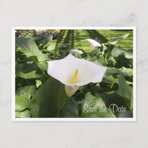 Cartão Postal De Anúncio Cartão-postal Calla-Lily