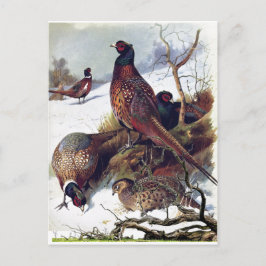 Cartão Postal De Anúncio Cartão-postal de Pheasant Vintage, com cola do Dak