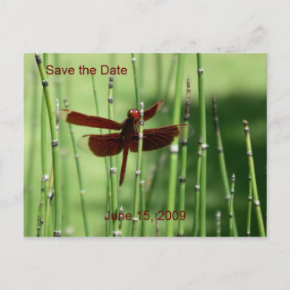 Cartão Postal De Anúncio Cartão-postal Red Dragonfly