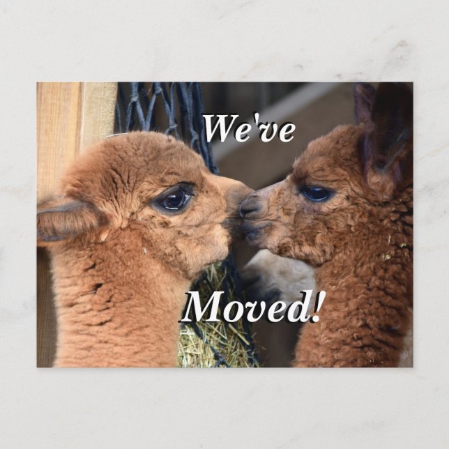 Cartão Postal De Anúncio Casal Alpaca Movimentamos Novo Endereço (Frente)