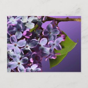 Cartão Postal De Anúncio Casamento De Foto Lilac Roxo Salve As Datas