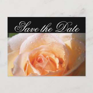 Cartão Postal De Anúncio Casamento Rosa Iluminada pelo Sol