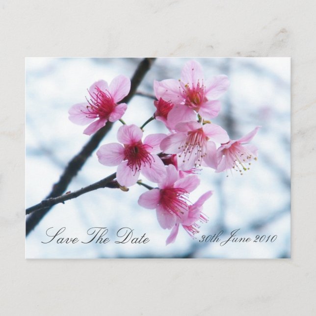 Cartão Postal De Anúncio Cherry Blossoms - Salve A Data (Frente)