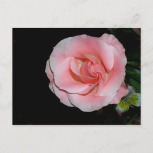 Cartão postal de anúncio de Rosa Rosa