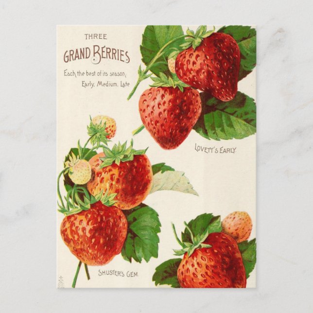 Cartão postal de anúncio de sementes vintage (Frente)