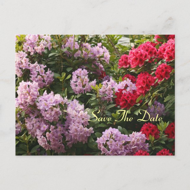 Cartão Postal De Anúncio Elegante Rhododendron Salve O Cartão-Postal Do Dia (Frente)